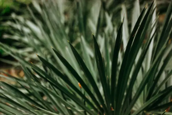 stock image Evergreen palm trees, bushes in deep forest, wood. Plants grow in a tropical garden, park. Exotic summer nature landscape in summer. Natural backdrop 