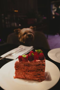 Kafeteryadaki Yorkshire teriyeri sosislisi üzerine beyaz bir tabakta taze ahududu olan bir dilim fırınlanmış ahududu pastası. Hayvan dostu kafe.