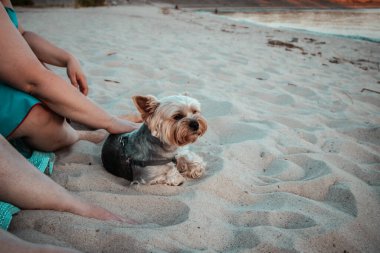 Küçük, bakımlı bir Yorkshire teriyeri sahibi ile kumlu bir sahil kıyısında oturur. Küçük köpekli insanlar yaz günü plajda dinleniyorlar. Sevgili köpek..