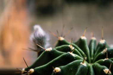 Yuvarlak dikenli kaktüs, açılmamış kabarık tomurcuklu yakın plan. Bulanık arka planda ekinopsis tubiflora kaktüsleri. Büyük kaktüslerin bölgeleri.