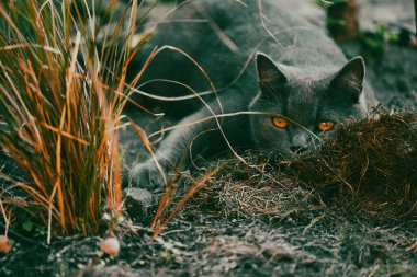 Sarı gözlü güzel İngiliz kısa kedisi uzun bahçe çimlerinde saklanıyor. Arka bahçede evcil kedi. Doğrudan görünüşlü vahşi bir hayvan..