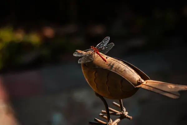 stock image Red dragonfly sitting on decorative metal bird in summertime garden. Home garden decor. Macro nature insect. Bird garden statues ornaments in the sun.