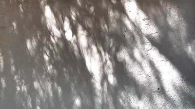 Soyut ağaçlar güneş ışığında beyaz duvarda gölgeler oluşturuyor. Yerde güneşli bir gün gölgesi. Beton zeminde güneş ışığı. Mimarinin iç ve dış detayları.