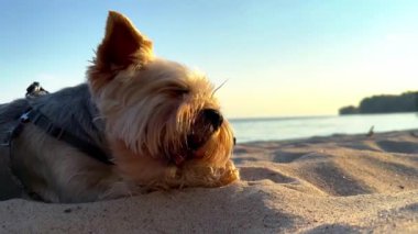 Küçük tüylü bir Yorkshire Terrier köpeği kumlu bir sahilde uzanıyor ve bir çubuğu çiğniyor. Deniz kıyısında dinlenen sevimli, komik bir köpek, yaz günü nehir kıyısında..