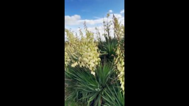 Yucca filamentosa yaban bitkisi. Rüzgarda açan beyaz çiçekli. Güneşli bir günde bahar İspanyol manzarası. İğne-avuç dikenli yapraklar.