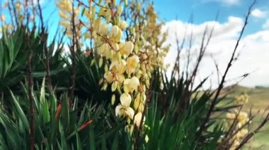 Yucca filamentosa yaban bitkisi. Rüzgarda açan beyaz çiçekli. Güneşli bir günde bahar İspanyol manzarası. İğne-avuç dikenli yapraklar.
