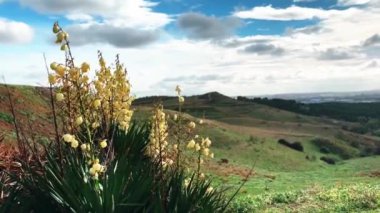 Yucca filamentosa yaban bitkisi. Rüzgarda açan beyaz çiçekli. Güneşli bir günde bahar İspanyol manzarası. İğne-avuç dikenli yapraklar.