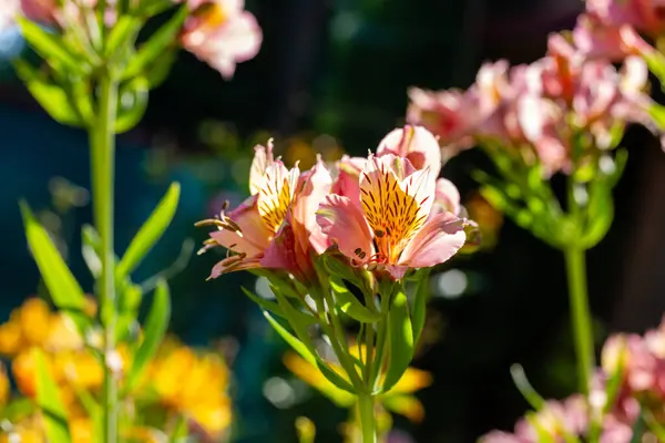 stock image Peach color Alstroemeria Princess Lilies grow in summer botanical garden. Blossoming spring flowers in flowerbed. Amazing fresh petals. Peruvial lily 