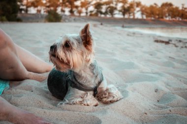 Küçük, bakımlı bir Yorkshire teriyeri sahibi ile kumlu bir sahil kıyısında oturur. Küçük köpekli insanlar yaz günü plajda dinleniyorlar. Sevgili köpek..