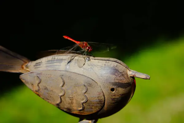 stock image Red dragonfly sitting on decorative metal bird in summertime garden on a lawn with green grass. Home garden decor. Macro insect on summer nature.