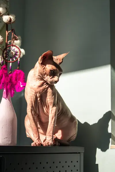 stock image A bald cat of Canadian Sphynx breed in homy interior with contrasting shadow. Pet at home. Sphinx breed feline on a table indoors. Feline pet shadows.