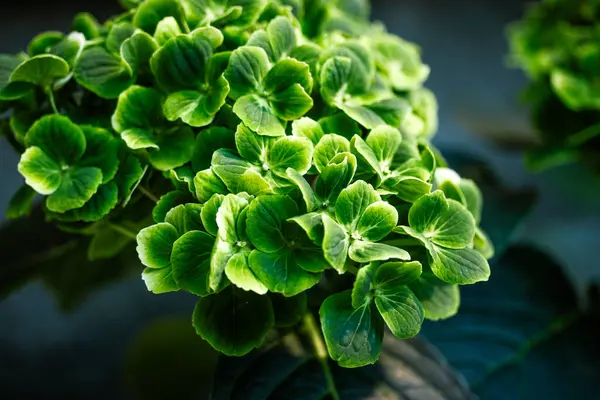 stock image Green hydrangea with large flower buds with fresh petals close up macro shot. Plants, flowers in full bloom in summer garden. Floral wallpaper.