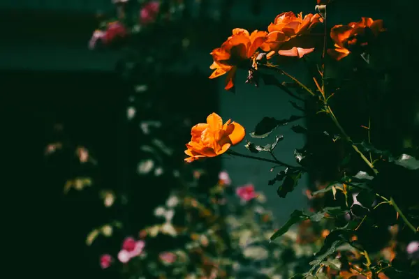 stock image Orange, pink fragrant rose buds on a flowering shrub in a formal garden bed in summer. Flowers on a dark background. Vivid roses blooming in a shadow.