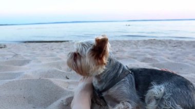 Küçük bir Yorkshire teriyeri kumlu bir sahil kıyısında uzanıyor ve sahibinin beklentileri yüksek. Gündüz kumsalda dinlenmek. Sakin ol..