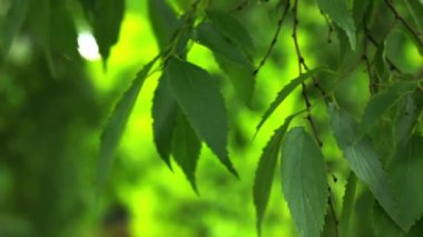 Güneşli bir yaz gününde rüzgârda yeşil, tırtıklı yapraklarla Japon Zelkova Serrata ağacı. Parkta, ağaçta, ormanda, ağaçlıkta büyüyen ağaçlar.