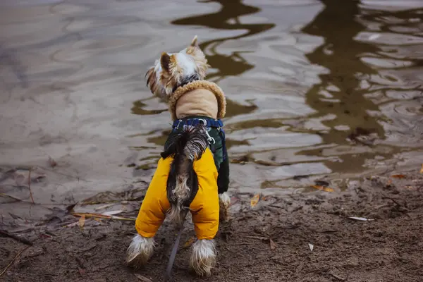 stock image Yorkshire Terrier dog in a warm jumpsuit walks in nature on a lake shore. Pet in warm clothes outdoors in autumn. Stylish doggy on walk in fall season