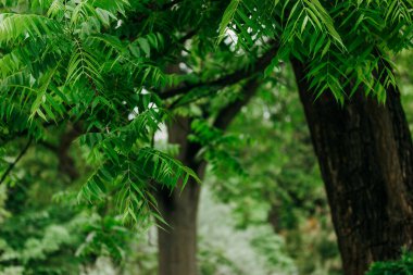 Azadirachta indica. Ağacın yanında dallarda dikdörtgen yeşil yapraklar var. Ayurveda azadirachta bitkisel ağaçları. Hindistan 'ın Mucize Ağacı Tıbbi amaçlar için kullanılır