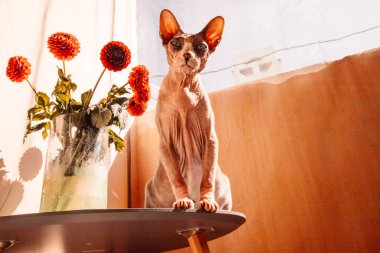 Kanada Sphynx kel kedisi büyük kulaklı yeşil cam vazonun yanında oturuyor kırmızı yıldız çiçeği çiçekli ve güneşli bir günde evcil bir hayvana bakıyor.