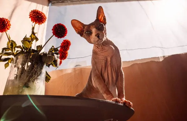 stock image Curios sphynx cat with big ears sitting on a table, a green glass vase with red dahlia bouquet flowers. Funny cat looking at camera A pet in sunny day