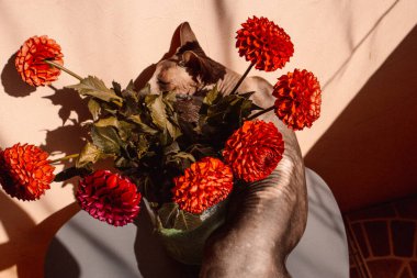 Yukarıdaki masa manzarasında yeşil cam vazoda kırmızı yıldız çiçeği koklayan tuhaf bir kedi. Güneşli bir günde evcil hayvan. Güneş ışığındaki evcil hayvan