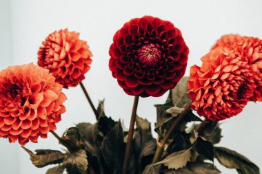 Red dahlia flower buds in a vase. Floral arrangement. Flowering autumnal plant in full bloom in home interior. Flower core Fall season plants blooming clipart