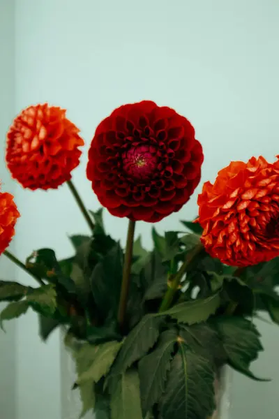 stock image Red dahlia flower buds in a vase. Floral arrangement. Flowering autumnal plant in full bloom in home interior. Flower core Fall season plants blooming