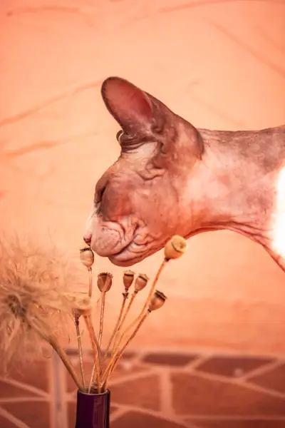 stock image Bald Canadian Sphynx cat sniffing dry flowers in a vase. Domestic kitty with a bouquet of wild flowers with dried plants, poppies. Orange background. 