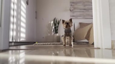 Küçük soylu Yorkshire Teriyeri köpeği bir sabah uyuduktan sonra esniyor. Öğleden sonra modern ışık altında sevimli, komik bir köpek..
