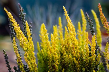 Açık havada sarı çiçekli fundalık bitkileri. Calluna vulgaris çiçek açar. Sonbahar yabani bitki yetiştirme ya da dekoratif bahçe tamamen çiçek açmış Odaksız arkaplan