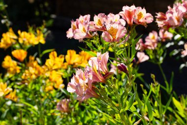 Peach yellow Alstroemeria Princess Lilies grow in summer botanical garden. Blossoming spring flowers in flowerbed. Amazing fresh petals. Peruvial lily clipart