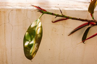 Yazın güneş ışığında beton bir duvara karşı dalında yeşil bir yaprak olan ficus ağacı. Ficus elastik bitki kauçuk ağacı bir arkaplanda 