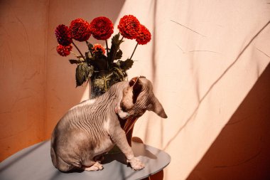 Hairless sphynx cat is sitting on table near vase with red dahlia flowers bouquet. Unusual cat is licking washing itself in sunny day Domestic animal. clipart