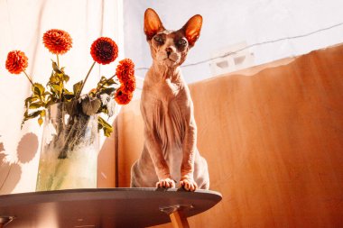 Kanada Sphynx kel kedisi büyük kulaklı yeşil cam vazonun yanında oturuyor kırmızı yıldız çiçeği çiçekli ve güneşli bir günde evcil bir hayvana bakıyor.
