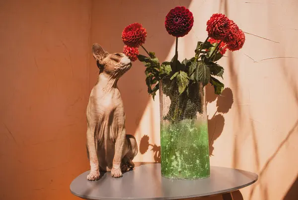 stock image Canadian Sphynx bald cat sitting on a table near green glass vase with red dahlia bouquet flowers and sniffing the buds. A pet at home in summer day. 