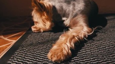 Şirin kahverengi tüylü küçük köpek Yorkshire Teriyeri bir evin kapısında yatıyor, gündüz vakti sıcak bir güneş ışığında dinleniyor. Balkondaki evcil köpek..