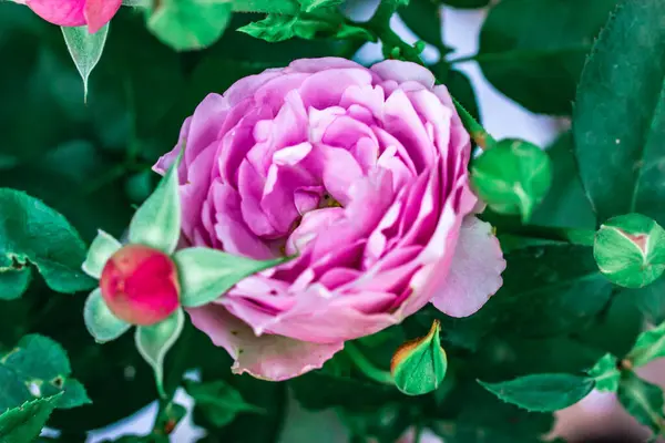 stock image Rosen tantau lavender ice in full bloom among fresh green leaves on a rosebush in spring or summer formal garden. Lilac flowers growing in rosarium. 