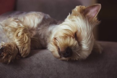 Küçük, şirin, saf bir Yorkshire Terrier köpeği gri bir kanepede, yatakta huzur içinde uyuyor. Kahverengi köpek yavrusu, köpekçik, rahat bir evde kucak köpeği. Köpek cinsi. Evcil hayvan evde uyukluyor..
