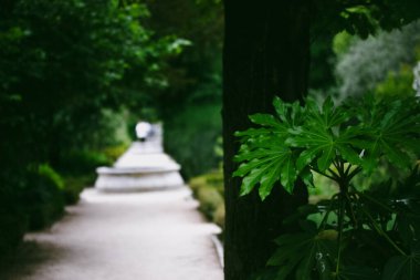 Düz bir yürüyüş yolu, yeşil bir parkta yürümek için patika, baharda ya da yaz günü botanik bahçesi. Taze yapraklı yeşil bitkiler, çalılar, ağaçlar.