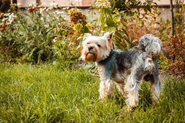 Yorkshire Teriyeri arka bahçede. İyi bakılmış köpek yavrusu, doğada küçük bir köpek. Çiçekler arasında yeşil çimlerin üzerinde yürüyen köpek evcil hayvanı.