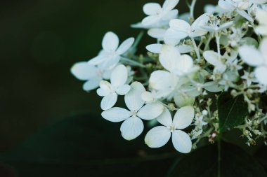 Beyaz, küçük, narin çiçekler, Hydrangea, yaz bahçesinde karanlık arka planda Goliath 'ı panikletir. Bahçecilik, çiçekçilik. Çiçek goncaları