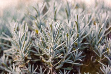 Close-up lavender seedlings growing in formal garden. Lavender plant with narrow green silver leaves, foliage. Perennial plants grow, care and seeding clipart