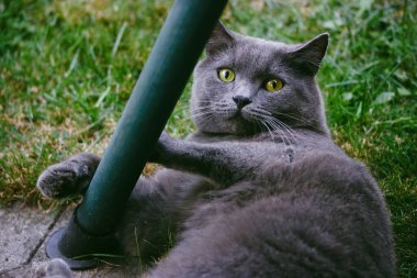 Arka bahçedeki çimlerin üzerinde yeşil çimlerin üzerinde uzanan sarı gözlü mavi bir İngiliz soyu tüy yumağı. Evcil hayvan dışarıda dinleniyor. Kedi portresi