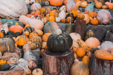 Balkabağı Hasadı. Çiftçi pazarında bir sürü turuncu, sarı, yeşil balkabağı var. Sonbahar mevsiminde hasat. Sonbaharda sebzeler. Bir balkabağı yığını
