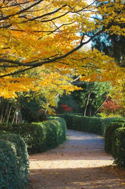 Sonbahar botanik bahçesinde, bahçedeki çalı çalılar ve yürüyüş yolu. Sarı yapraklı bir ağaç. Güneşli bir günde altın ağaçlar. Sonbaharda Japon bahçeleri