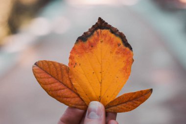 Sonbahar sarısı yapraklar elinde. Sonbahar mevsimi doğa ve insan. Bitki yaprakları. Güneşli bir günde sonbahar parkında düşen yaprakları toplayan bir kız..