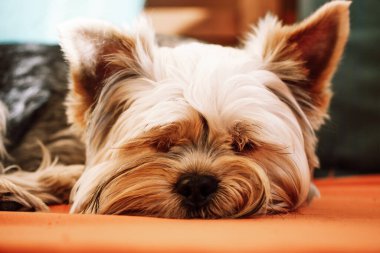 Huzur içinde uyuyan Yorkshire Terrier köpeğinin portresi turuncu kanepe, kanepe, yastık. Küçük kahverengi bir kucak köpeği içeride dinleniyor. Komik, sevimli köpek hayvan. Yakından. Samimi, tatlı sahne.