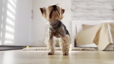 Küçük soylu Yorkshire Teriyeri köpeği bir sabah uyuduktan sonra esniyor. Öğleden sonra modern ışık altında sevimli, komik bir köpek..
