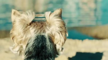 Küçük kıllı bir Yorkshire Terrier köpeğinin baş ağızlık sesi bir nehirde, gölde, denizde mavi suyun arka planına karşı. Evcil hayvan yürümek değildir. Yavru köpek makro videosu