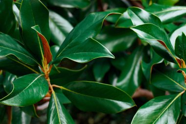 Parlak yeşil, pürüzsüz ve parlak yapraklar. Güneş ışığı yansıması. Yüksek kaliteli fotoğraf. Tropikal orman yağmur ormanlarında manolya ağacı.