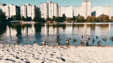 Nehrin kumlu sahilinde su kuşu ördekleri, gölet. Şehir manzarasında vahşi kuşlar. Doğa koruma alanındaki kuşlar. Vahşi yaşam hayvanı. Şehir manzarası.